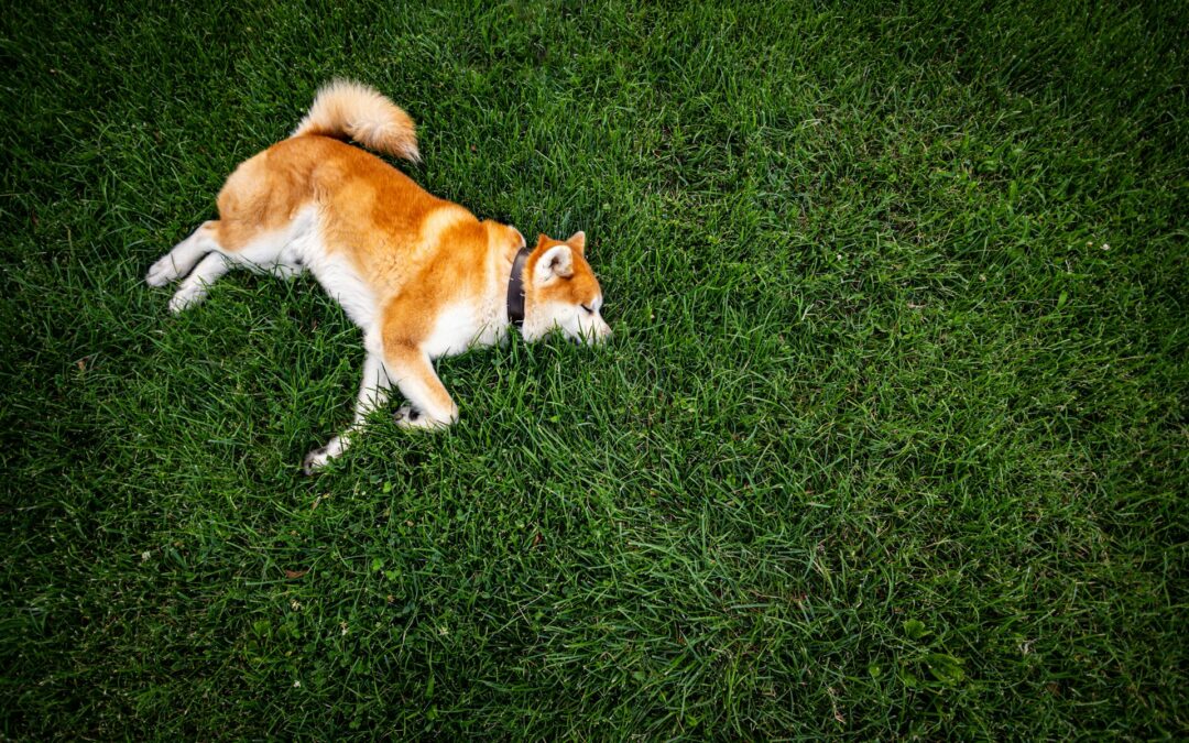Is Pet Turf Safe for Older Dogs in Houston?
