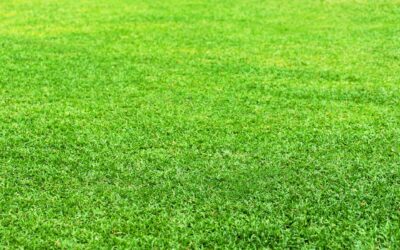 How Turf Companies Handle Houston Humidity