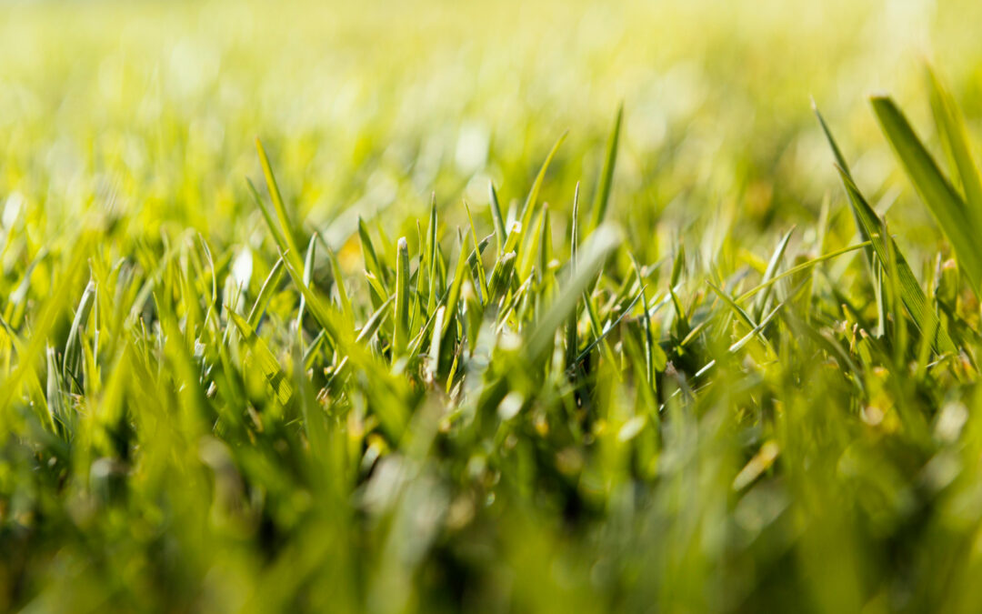 Fun Ways to Use Artificial Turf in Holiday Decor