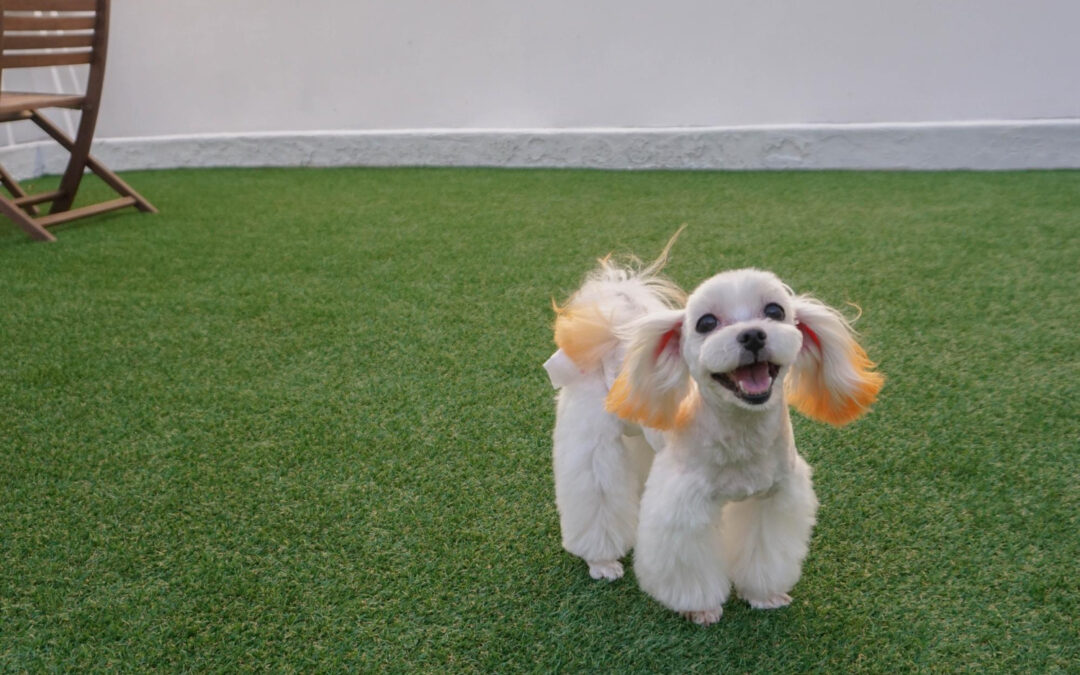 How Pet Turf Helps With Mud-Free Christmas Yards