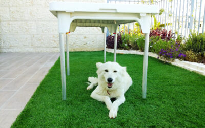 Why Pet Turf Installation in Houston Needs Good Drainage