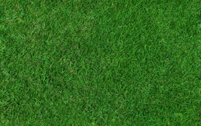 What to Expect From a Houston Artificial Turf Company