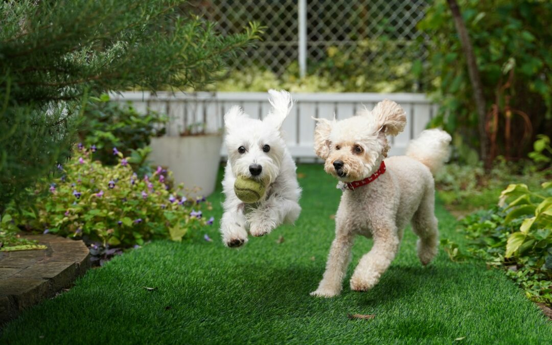 Should You Switch to Pet Turf Artificial Grass for Spring
