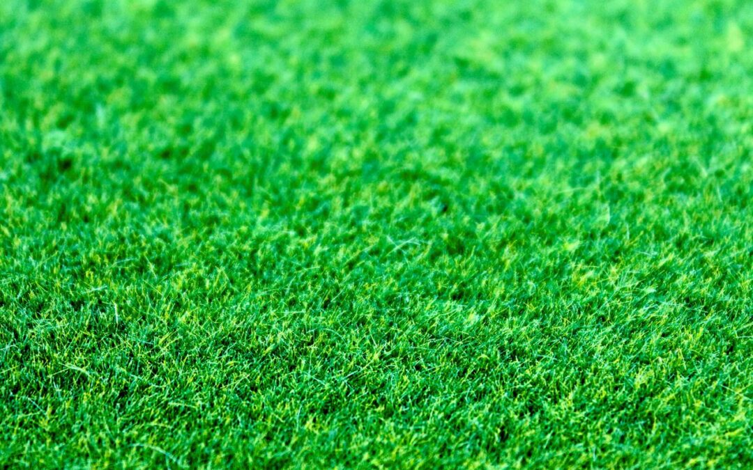 What to Look for in Artificial Grass Installation Companies