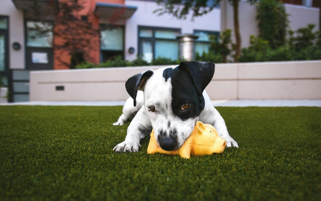 Is Your Dog’s Turf Patch Causing Bad Odors This Summer