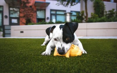 Is Your Dog’s Turf Patch Causing Bad Odors This Summer